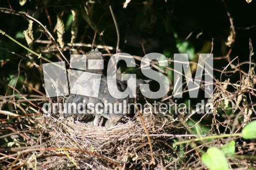 Amsel-9-Tag-1.jpg